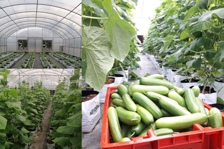 RIOCOCO greenhouse crops
