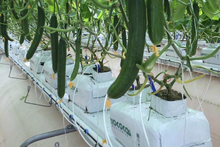 RIOCOCO greenhouse crops