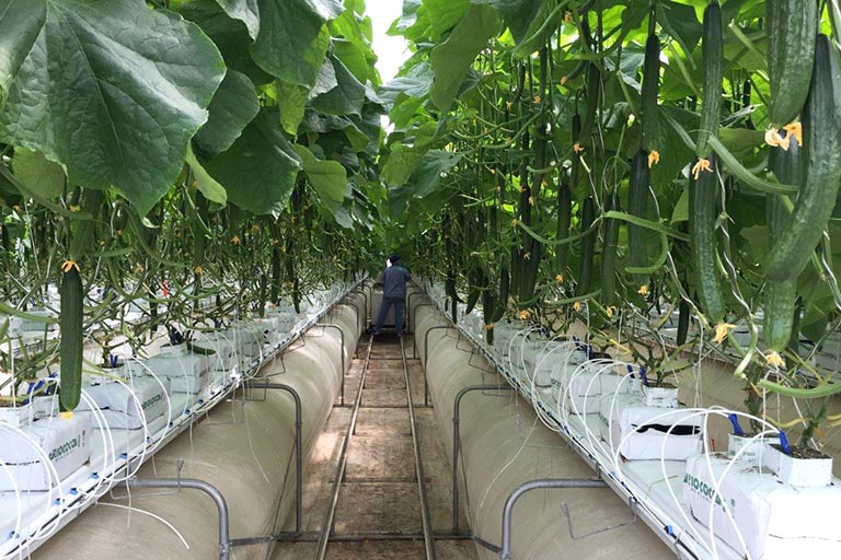 RIOCOCO greenhouse crops