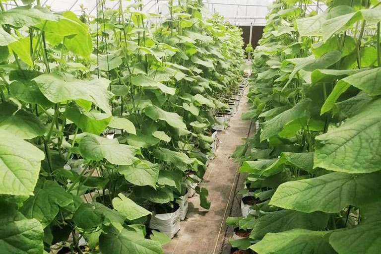 RIOCOCO greenhouse crops