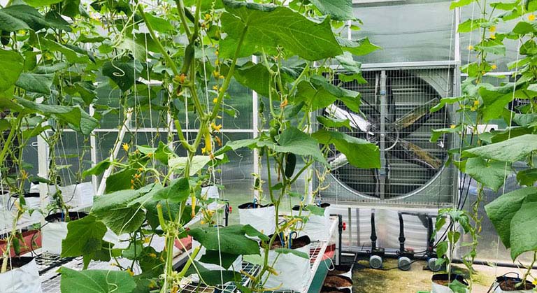 High Tech Temperature Control Greenhouse