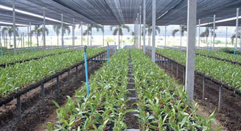 High Tech Temperature Control Greenhouse