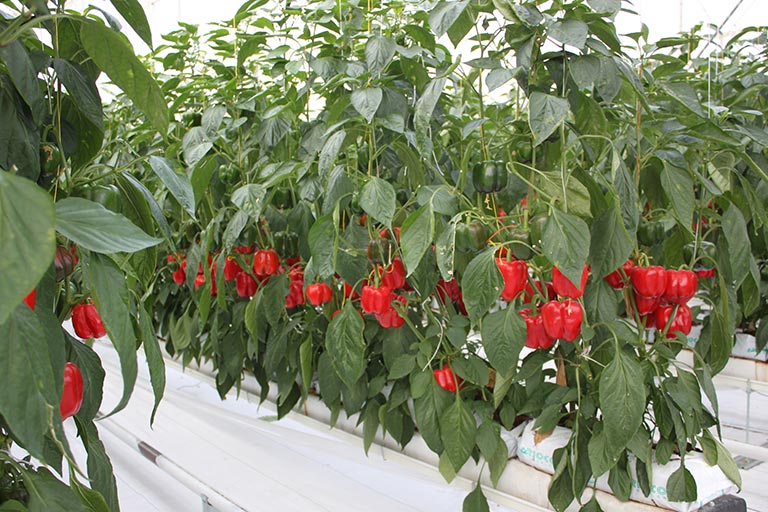 RIOCOCO greenhouse crops