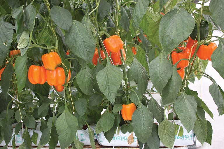 RIOCOCO greenhouse crops