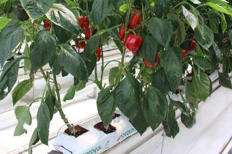 RIOCOCO greenhouse crops