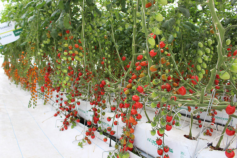 RIOCOCO greenhouse crops