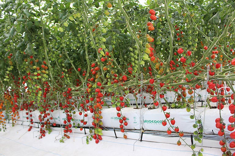 RIOCOCO greenhouse crops