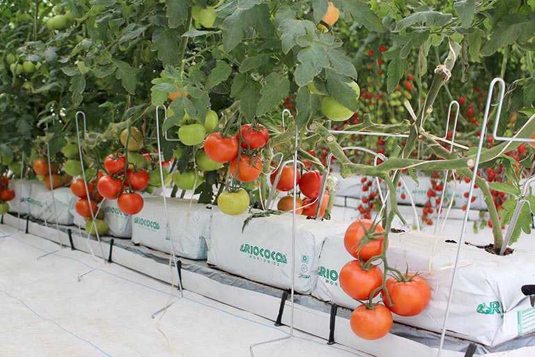 RIOCOCO greenhouse crops