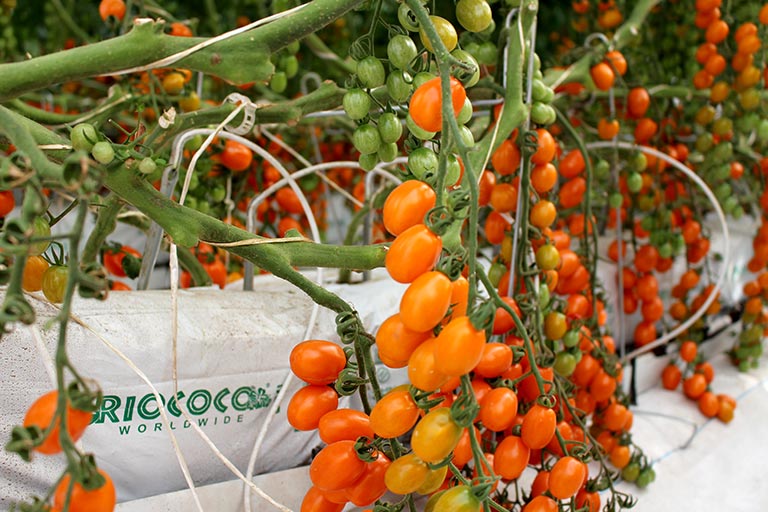 RIOCOCO greenhouse crops