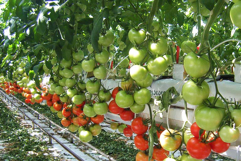 RIOCOCO greenhouse crops
