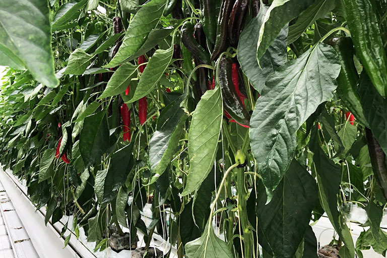 RIOCOCO greenhouse crops