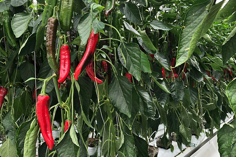 RIOCOCO greenhouse crops