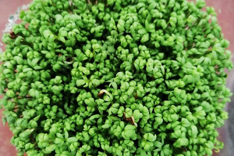 RIOCOCO greenhouse crops