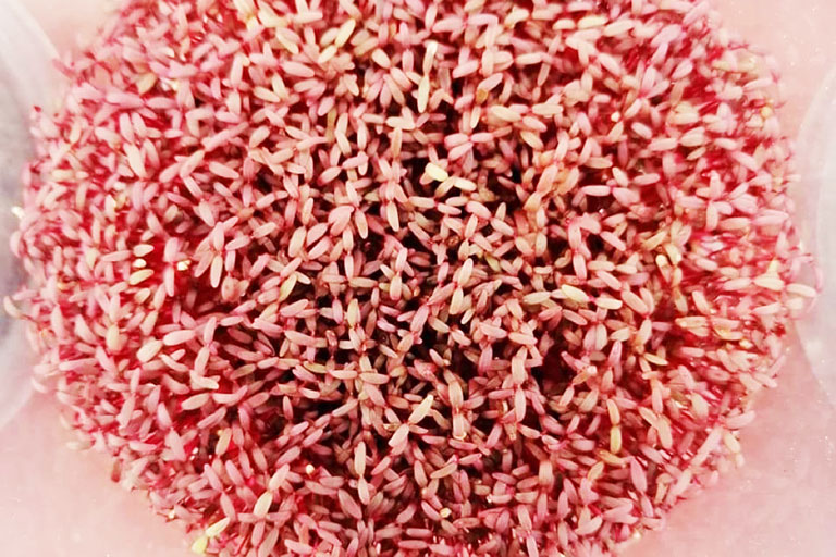 RIOCOCO greenhouse crops