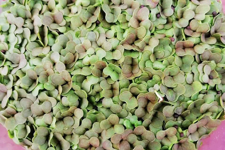 RIOCOCO greenhouse crops