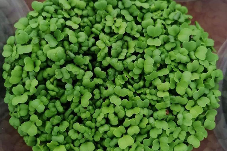 RIOCOCO greenhouse crops