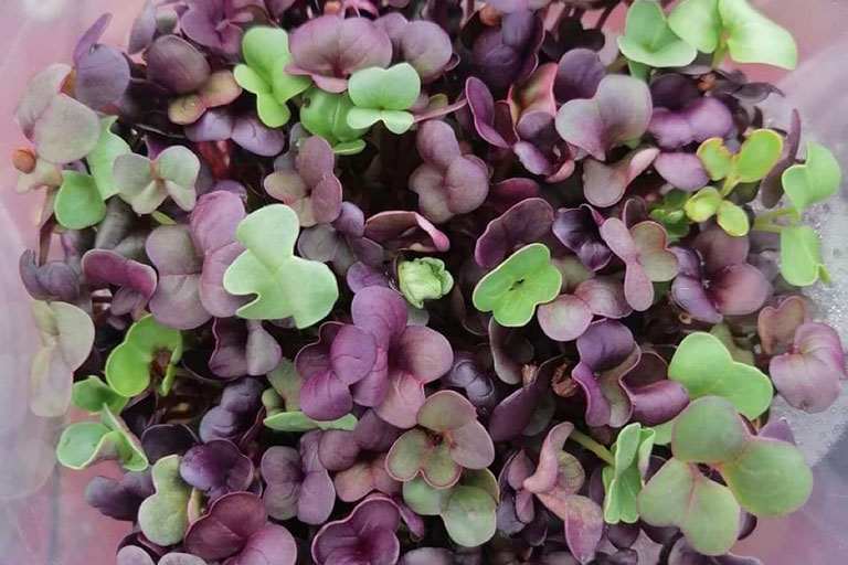 RIOCOCO greenhouse crops