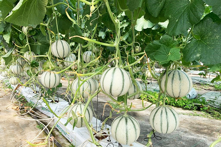 RIOCOCO greenhouse crops