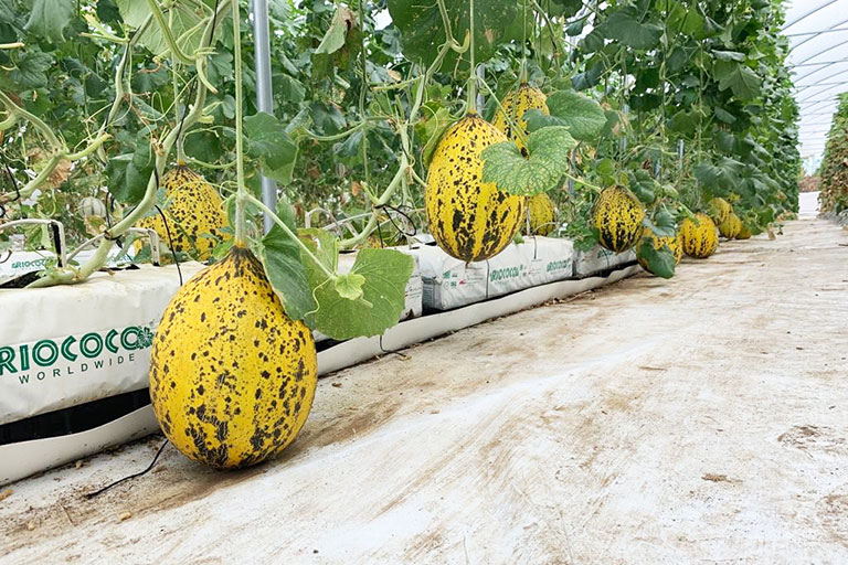 RIOCOCO greenhouse crops