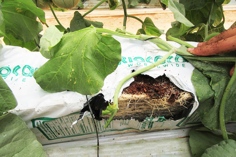 RIOCOCO greenhouse crops