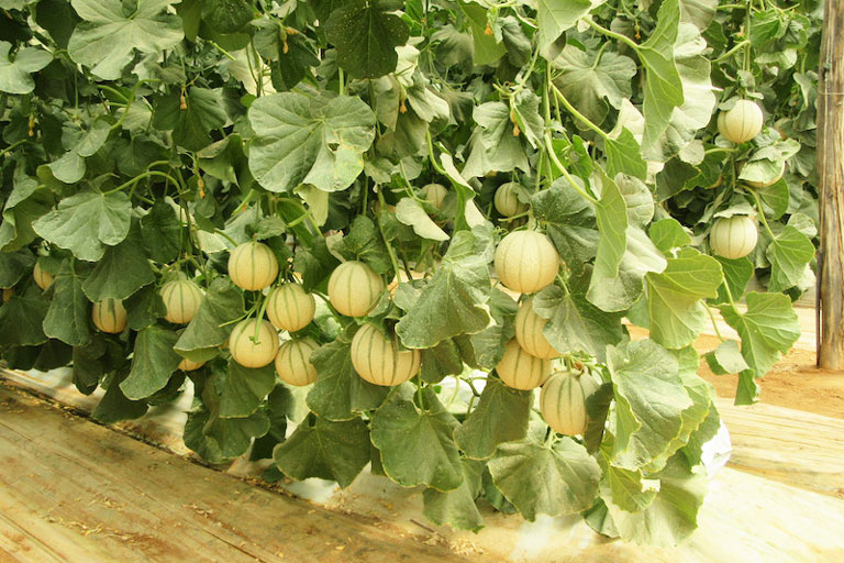 RIOCOCO greenhouse crops