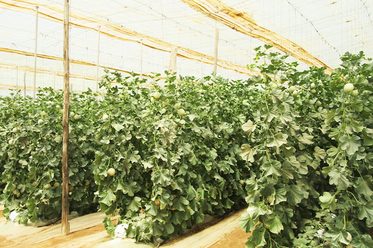 RIOCOCO greenhouse crops