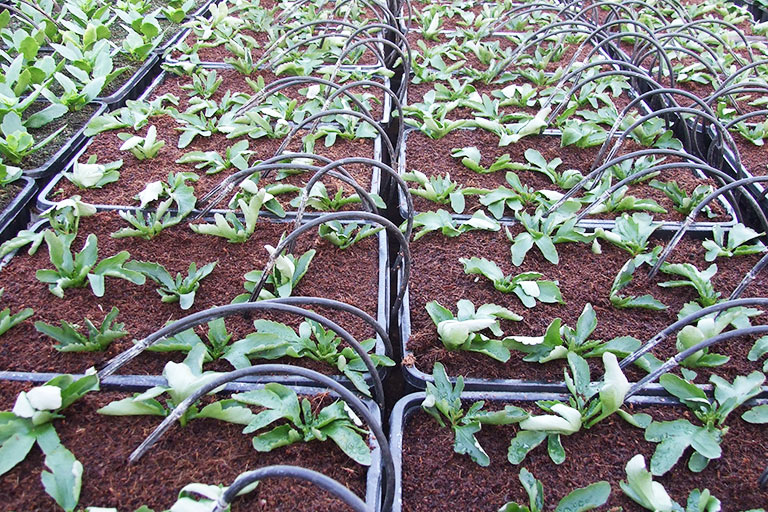 RIOCOCO greenhouse crops