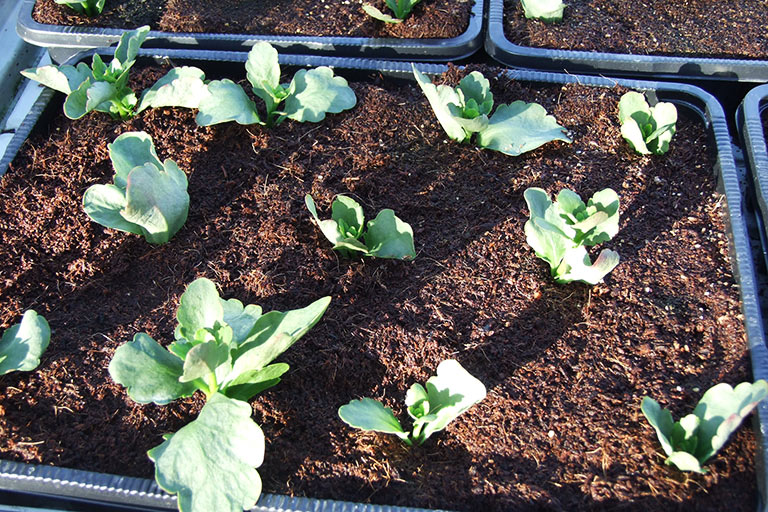 RIOCOCO greenhouse crops