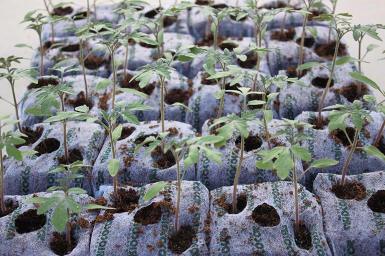 RIOCOCO greenhouse crops