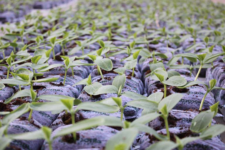 RIOCOCO greenhouse crops